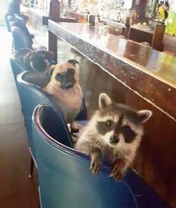 Funny Raccoons (31 pics)