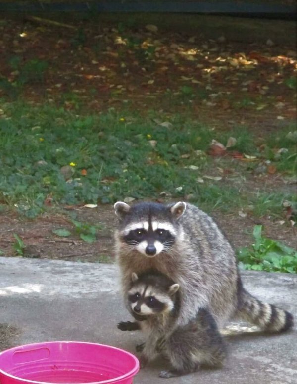 Funny Raccoons (31 pics)