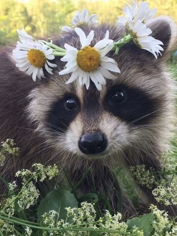 Funny Raccoons (31 pics)