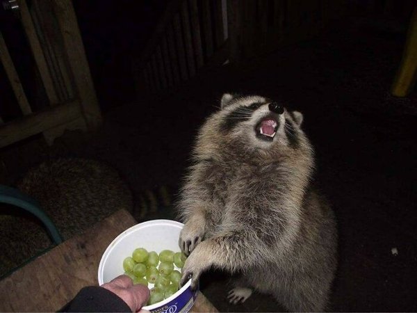 Funny Raccoons 31 Pics 