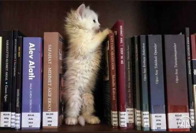 Life Is Beautiful (47 pics)