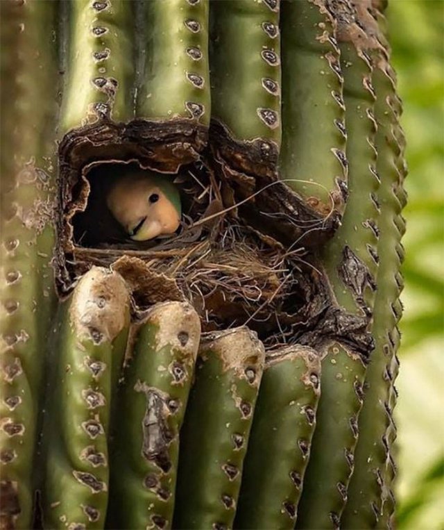 Life Is Beautiful (47 pics)