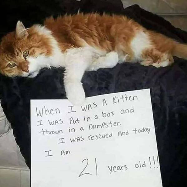 Life Is Beautiful (47 pics)
