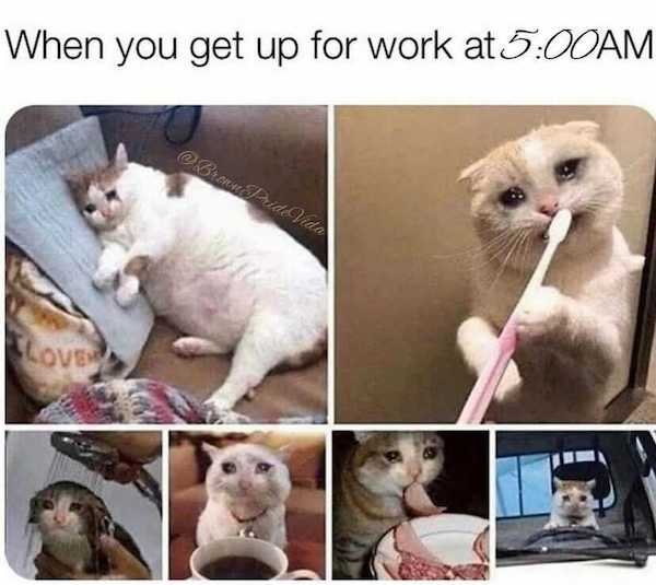 Job Memes (29 pics)