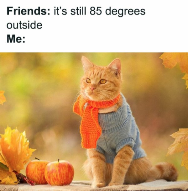 People Who Love Autumn Memes (30 pics)