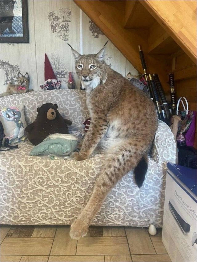 Acid Picdump 1 (83 pics)