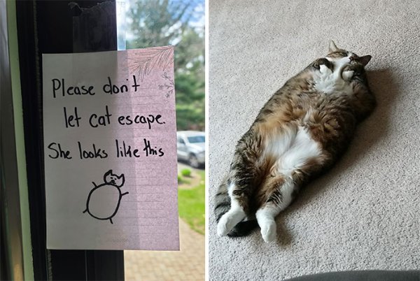 Hilarious Cats (30 pics)