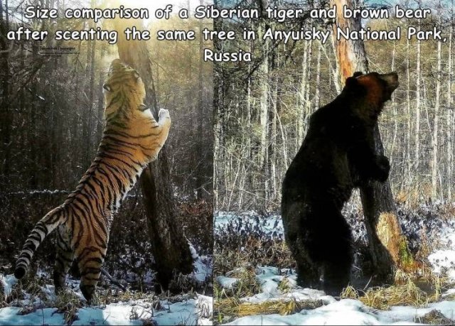 Acid Picdump 1 (75 pics)