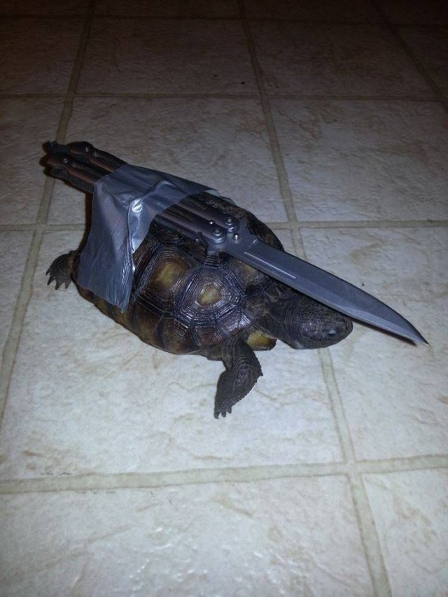 Acid Picdump 1 (75 pics)