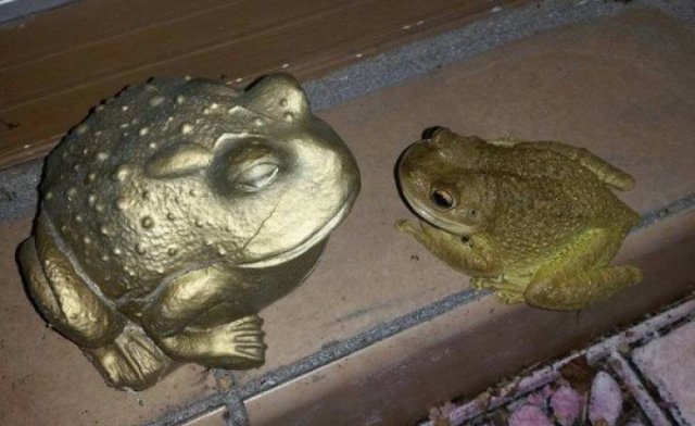 Acid Picdump 1 (75 pics)