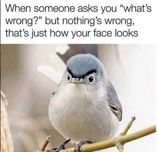 Random Funny Memes (49 pics)