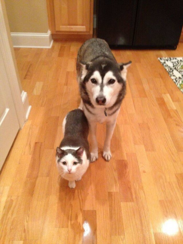 Animal Doppelgangers (50 pics)
