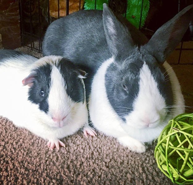 Animal Doppelgangers (50 pics)