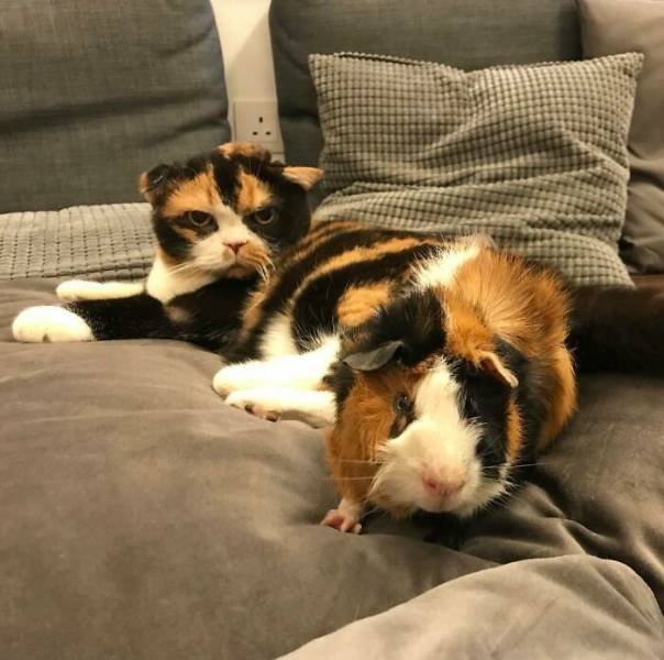 Animal Doppelgangers (50 pics)