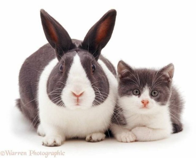 Animal Doppelgangers (50 pics)