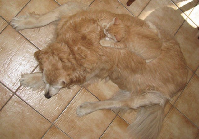Animal Doppelgangers (50 pics)