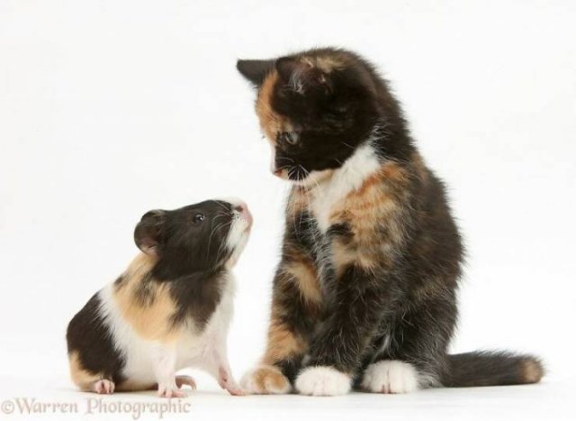 Animal Doppelgangers (50 pics)