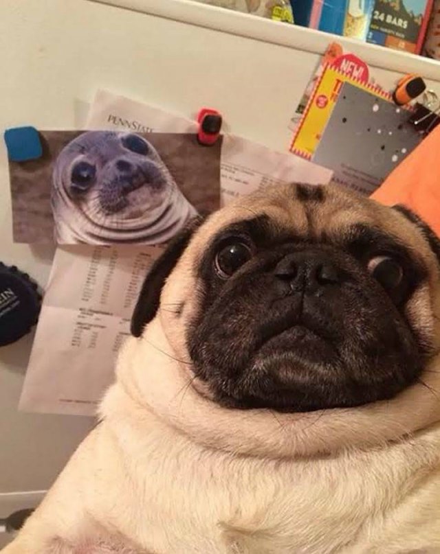 Animal Doppelgangers (50 pics)