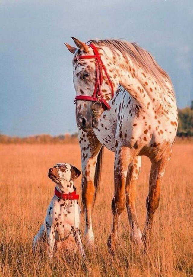 Animal Doppelgangers (50 pics)