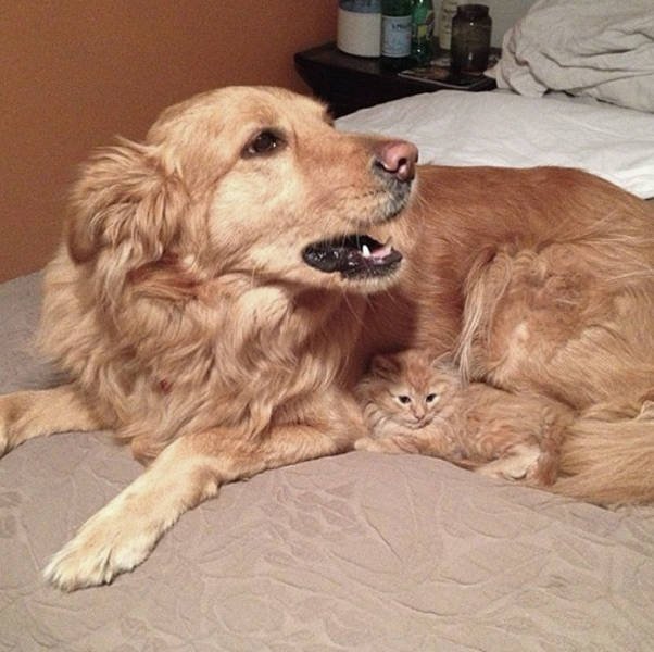 Animal Doppelgangers (50 pics)