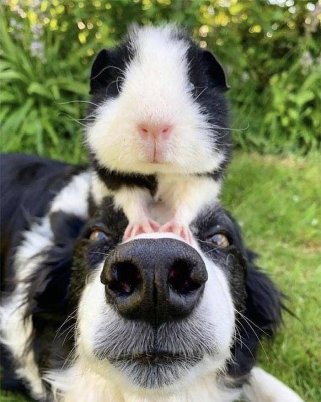 Animal Doppelgangers (50 pics)