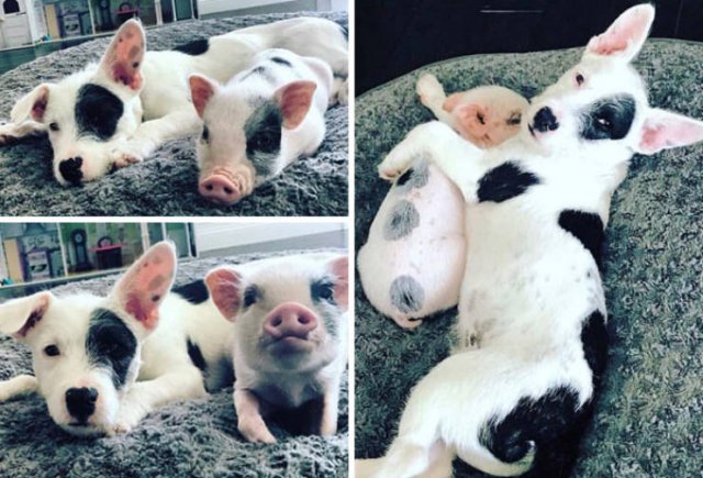 Animal Doppelgangers (50 pics)