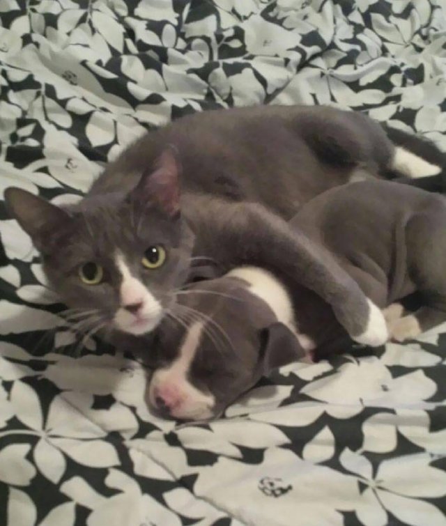Animal Doppelgangers (50 pics)