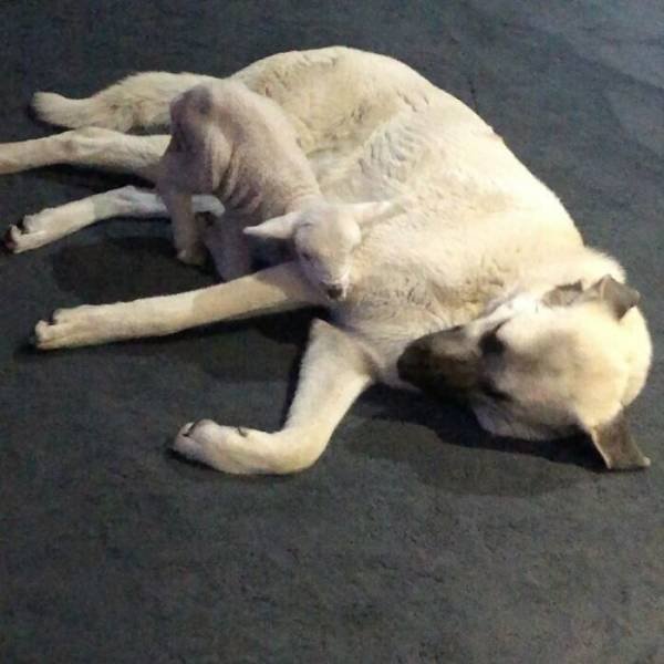Animal Doppelgangers (50 pics)