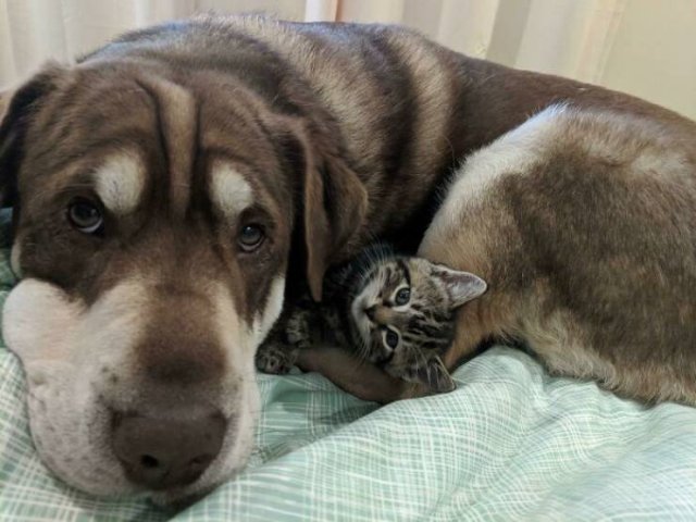Animal Doppelgangers (50 pics)