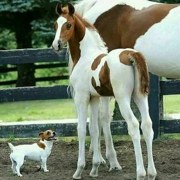 Animal Doppelgangers (50 pics)