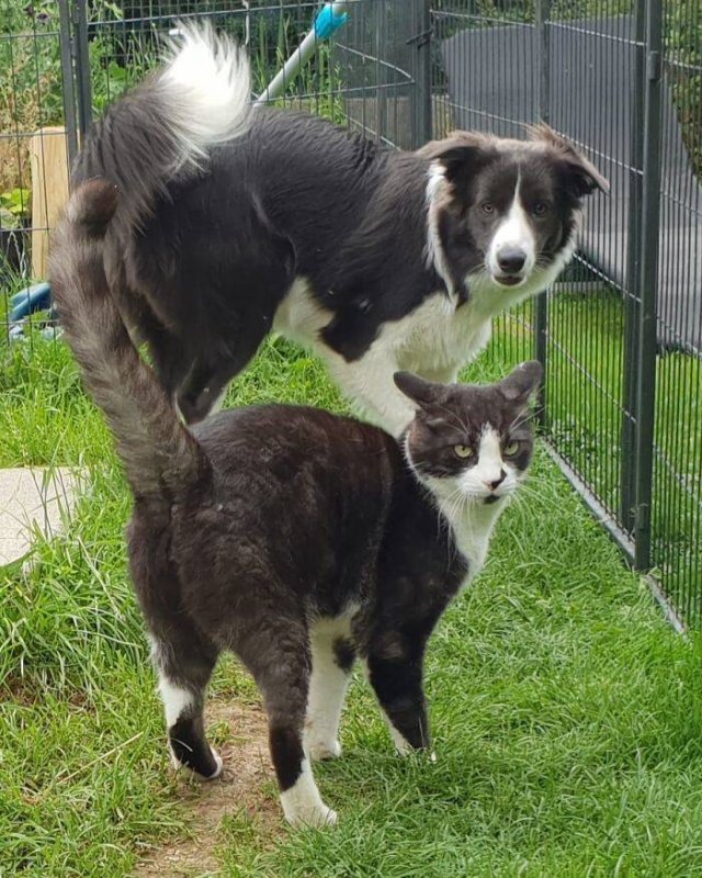 Animal Doppelgangers (50 pics)
