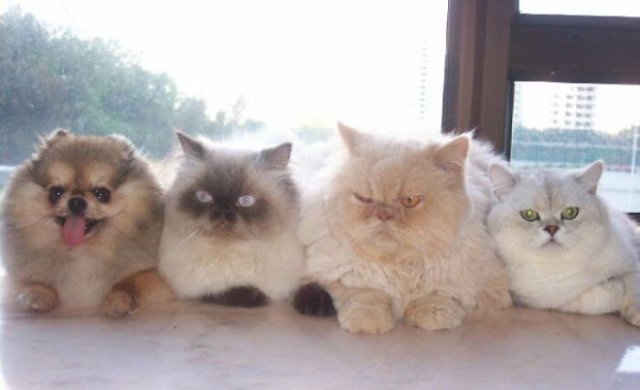 Animal Doppelgangers (50 pics)