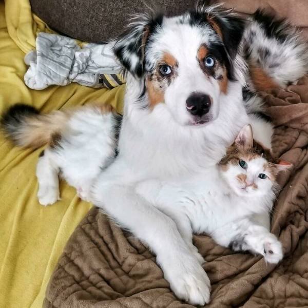 Animal Doppelgangers (50 pics)