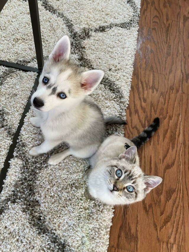 Animal Doppelgangers (50 pics)