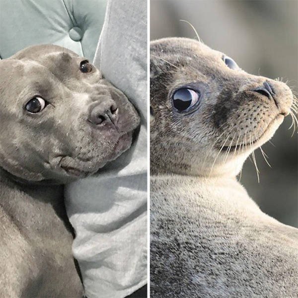 Animal Doppelgangers (50 pics)