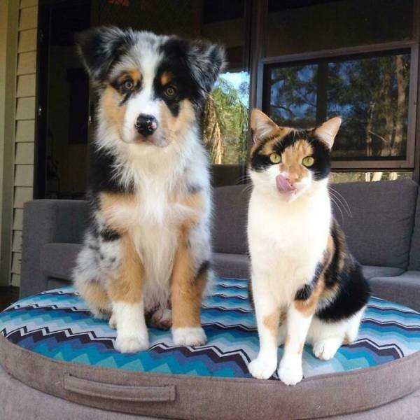 Animal Doppelgangers (50 pics)
