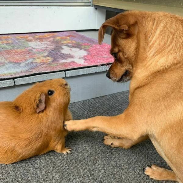Animal Doppelgangers (50 pics)