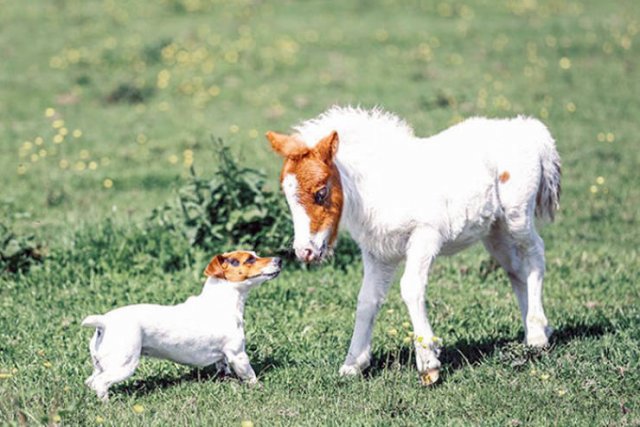 Animal Doppelgangers (50 pics)