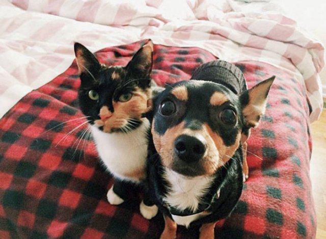 Animal Doppelgangers (50 pics)
