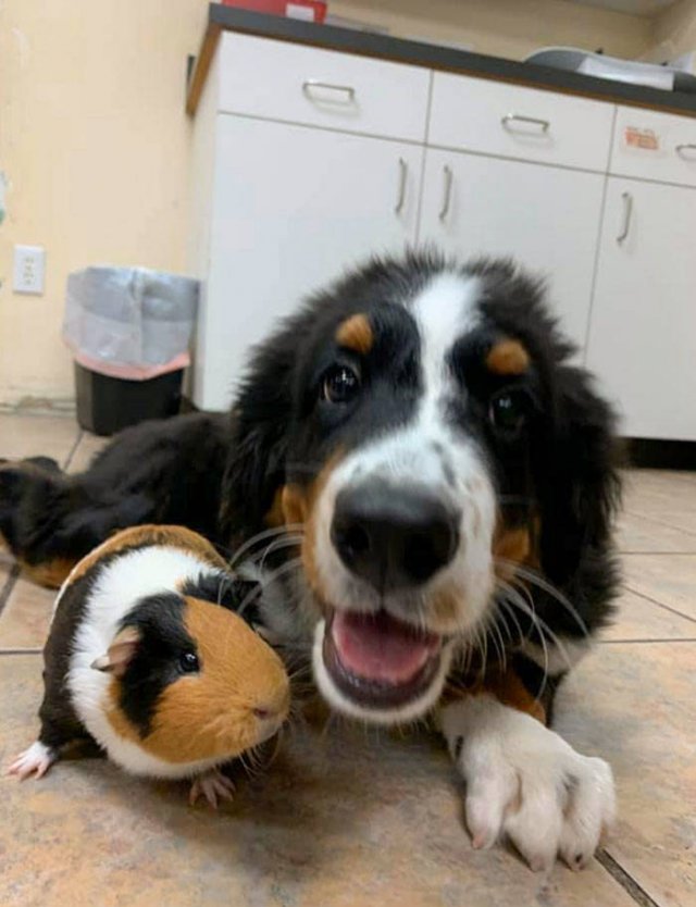 Animal Doppelgangers (50 pics)