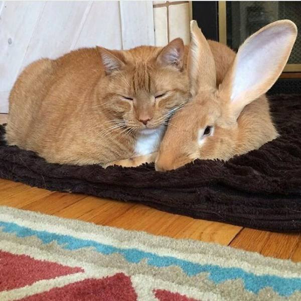 Animal Doppelgangers (50 pics)