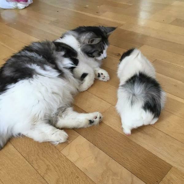 Animal Doppelgangers (50 pics)