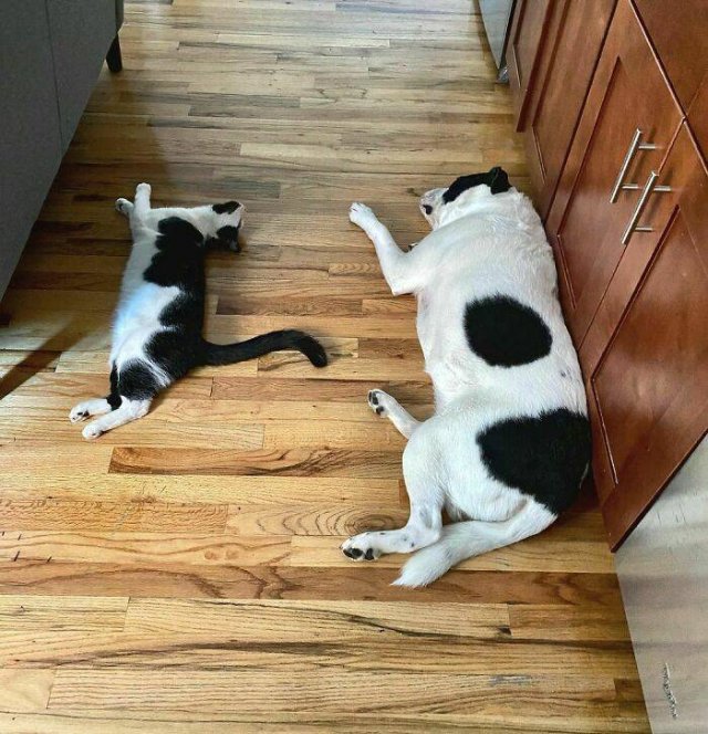Animal Doppelgangers (50 pics)