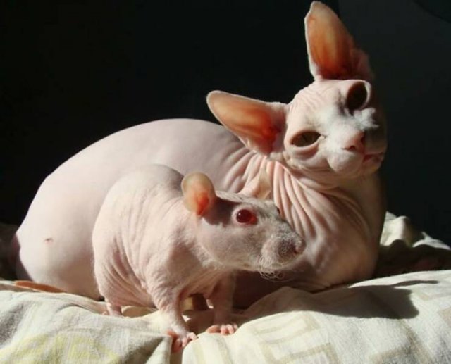 Animal Doppelgangers (50 pics)