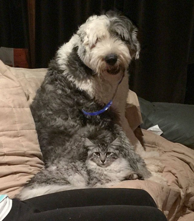 Animal Doppelgangers (50 pics)