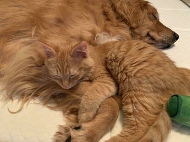 Animal Doppelgangers (50 pics)