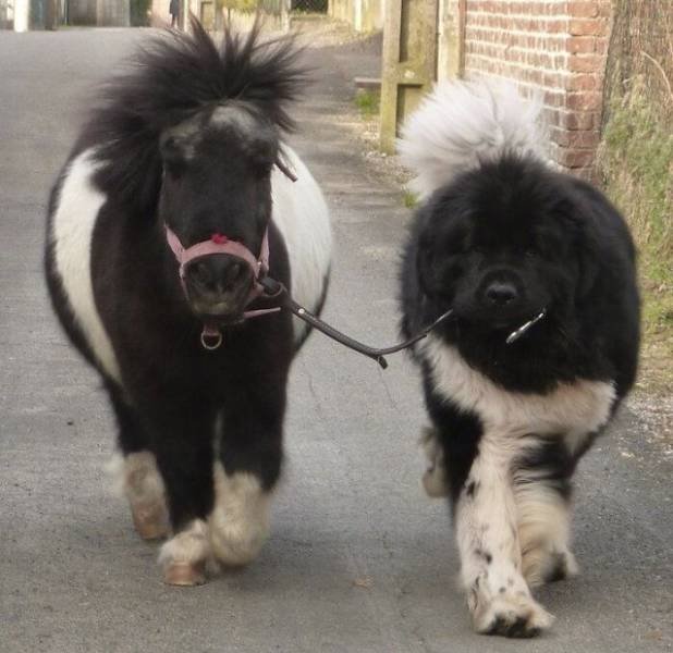 Animal Doppelgangers (50 pics)