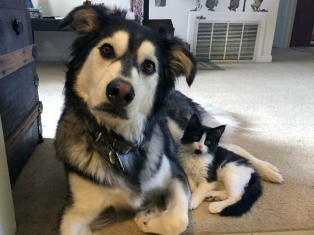 Animal Doppelgangers (50 pics)