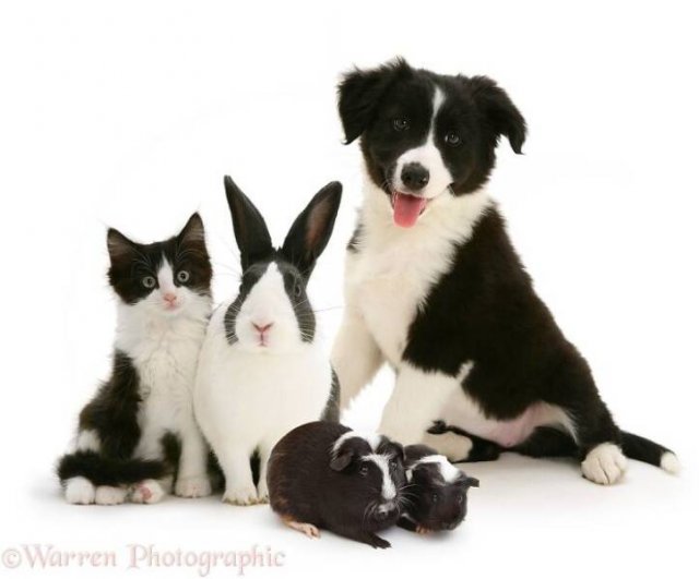 Animal Doppelgangers (50 pics)