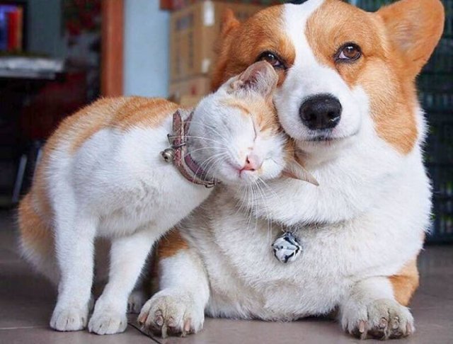 Animal Doppelgangers (50 pics)